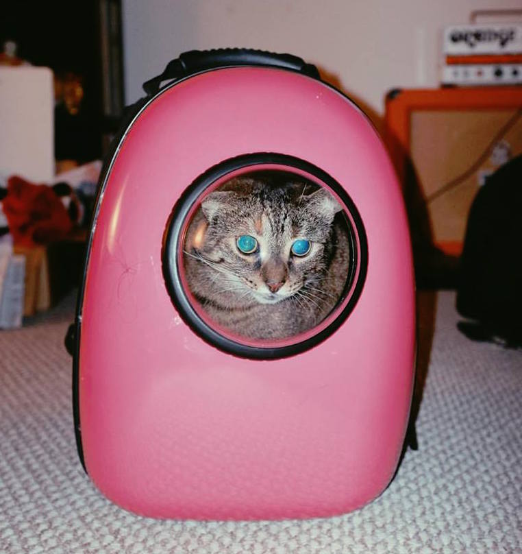 bubble backpack cat transporter
